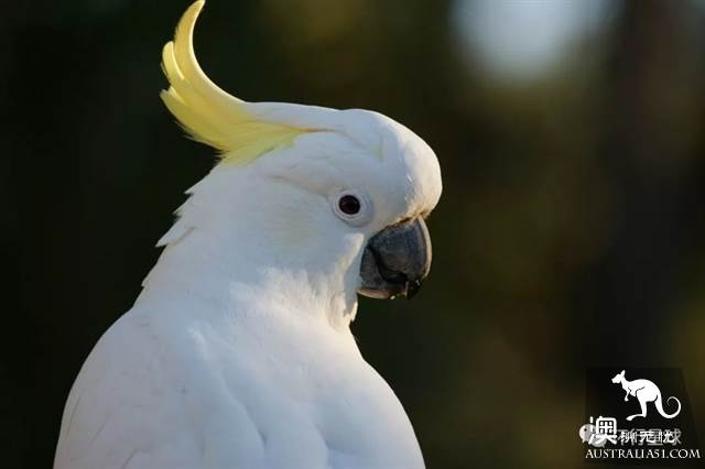澳大利亞好鳥壞鳥大彙總