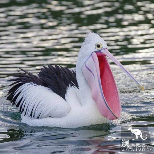澳大利亞好鳥壞鳥大彙總
