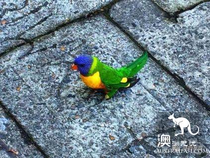 澳大利亞好鳥壞鳥大彙總