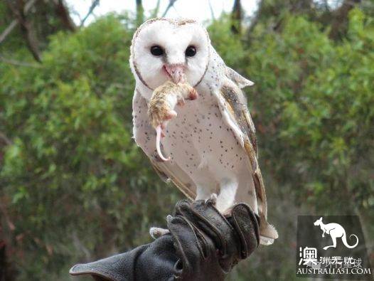 澳大利亞好鳥壞鳥大彙總