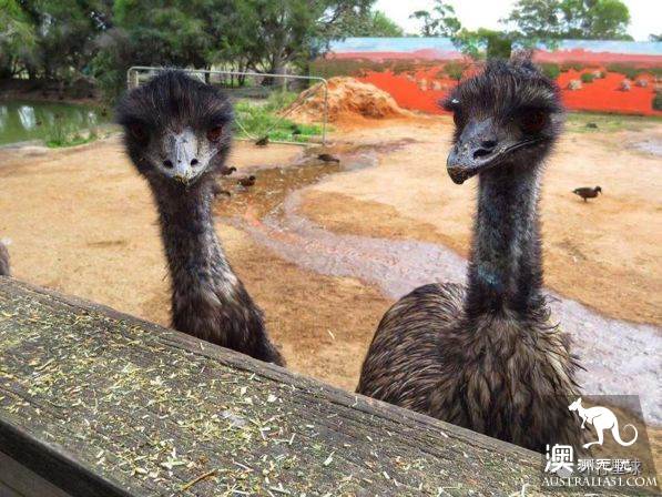 澳大利亞好鳥壞鳥大彙總
