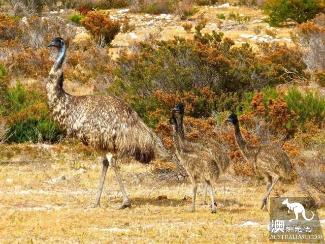 澳大利亞好鳥壞鳥大彙總