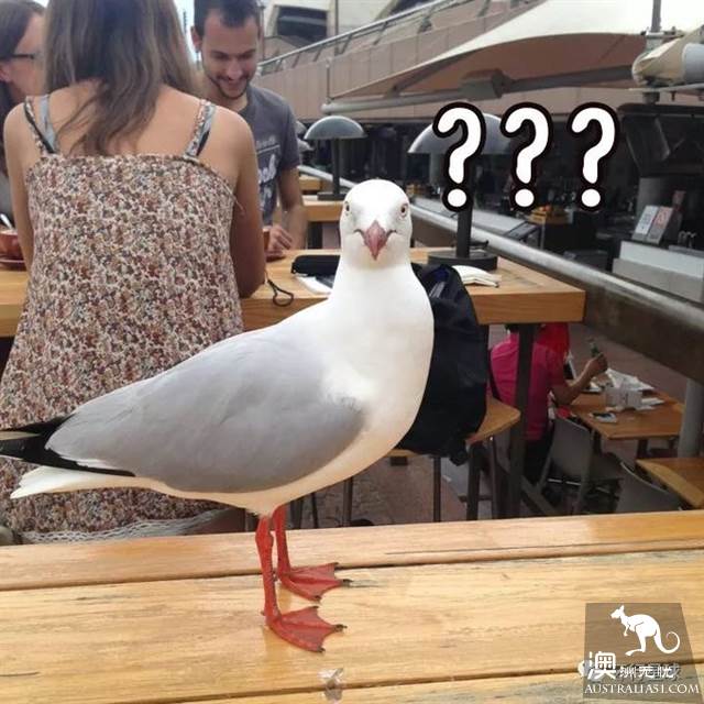 澳大利亞好鳥壞鳥大彙總