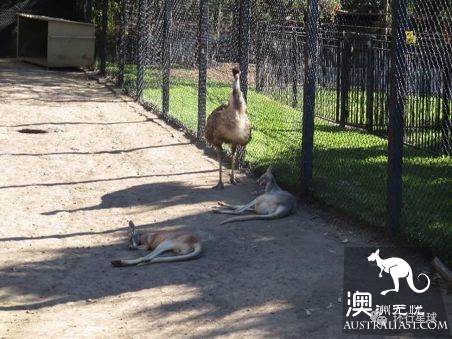 澳大利亞好鳥壞鳥大彙總