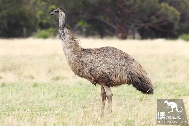 澳大利亞好鳥壞鳥大彙總