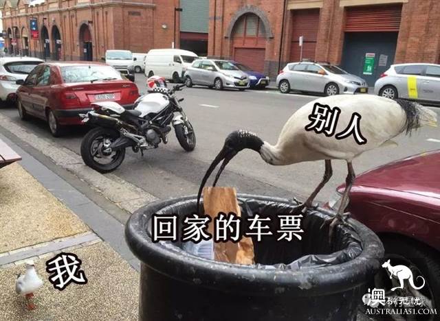 澳大利亞好鳥壞鳥大彙總