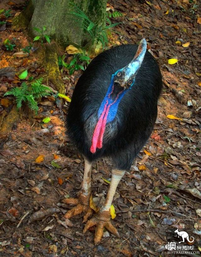 澳大利亞好鳥壞鳥大彙總
