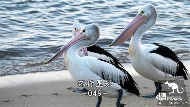 澳大利亞好鳥壞鳥大彙總
