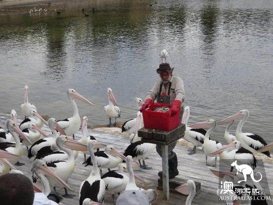 澳大利亞好鳥壞鳥大彙總