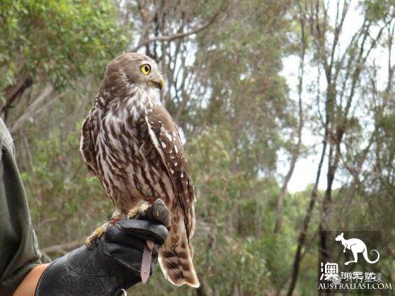 澳大利亞好鳥壞鳥大彙總