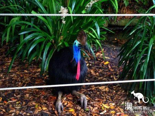 澳大利亞好鳥壞鳥大彙總