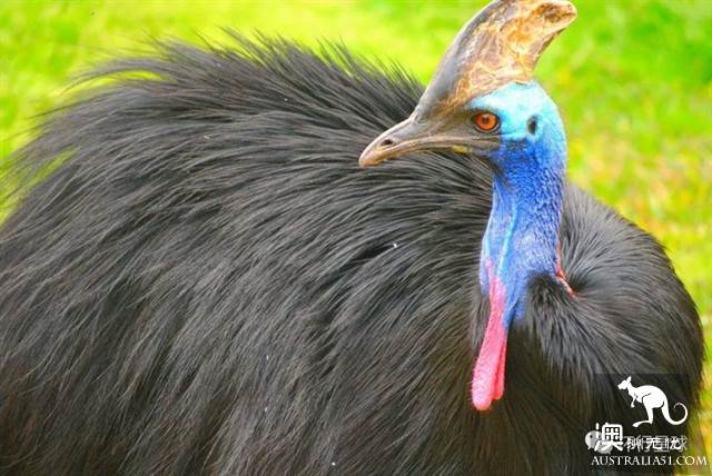 澳大利亞好鳥壞鳥大彙總