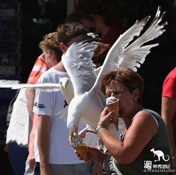 澳大利亞好鳥壞鳥大彙總