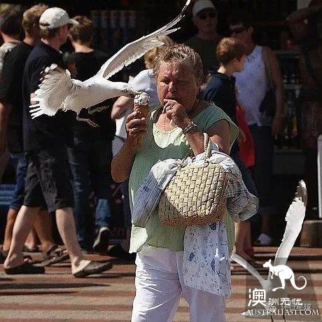 澳大利亞好鳥壞鳥大彙總