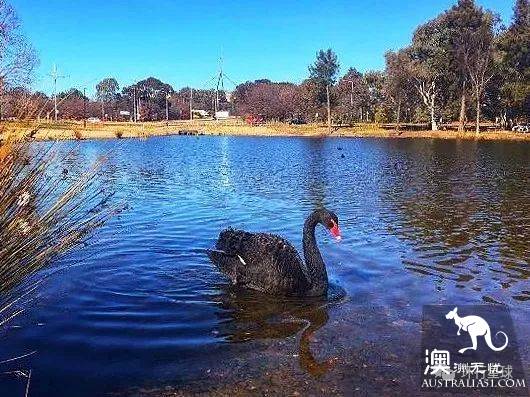 澳大利亞好鳥壞鳥大彙總