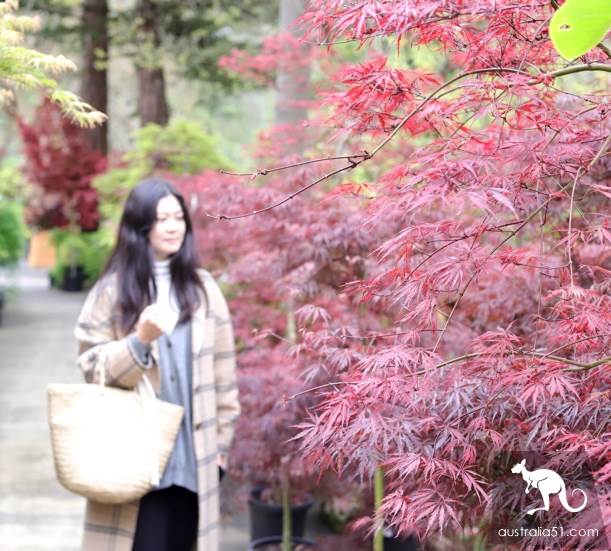 Warran Glen Nursery:鮮花與咖啡邂逅,深山裹的秘密花園