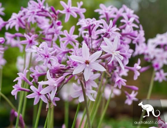 Warran Glen Nursery:鮮花與咖啡邂逅,深山裹的秘密花園