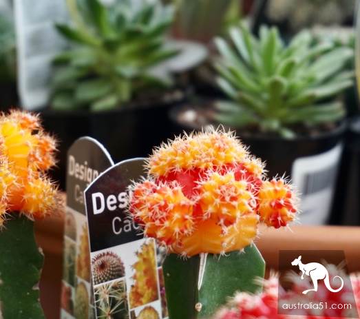 Warran Glen Nursery:鮮花與咖啡邂逅,深山裹的秘密花園