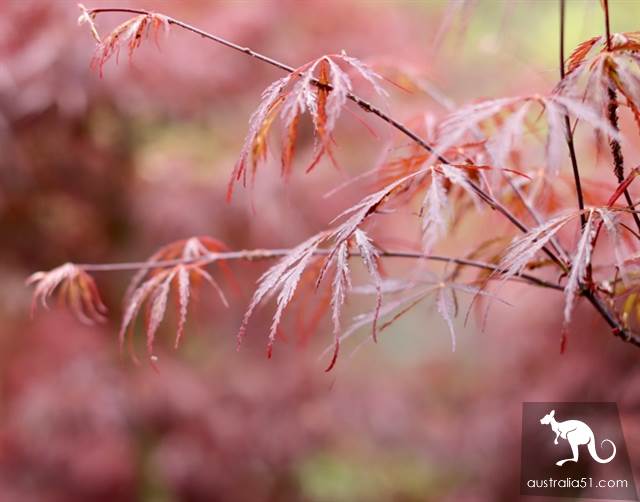 Warran Glen Nursery:鮮花與咖啡邂逅,深山裹的秘密花園