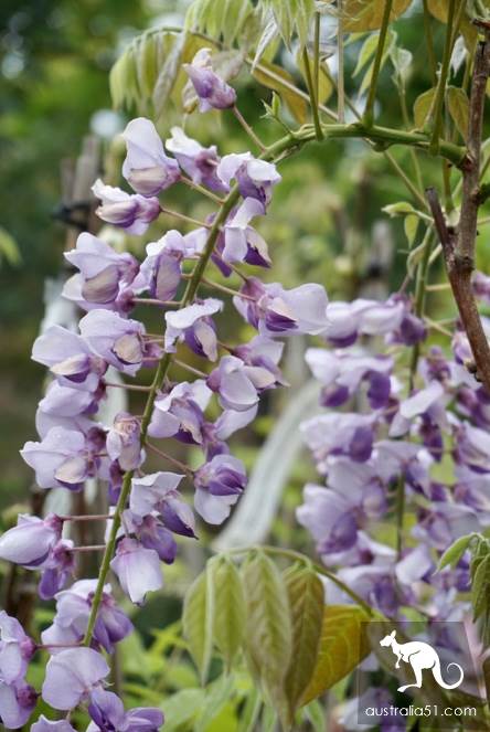 Warran Glen Nursery:鮮花與咖啡邂逅,深山裹的秘密花園