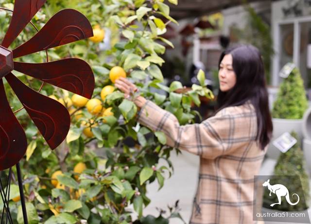 Warran Glen Nursery:鮮花與咖啡邂逅,深山裹的秘密花園