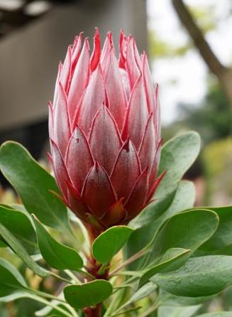 Warran Glen Nursery:鮮花與咖啡邂逅,深山裹的秘密花園