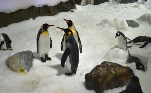 墨尔本海洋生物水族馆攻略,门票预订、开放时间和交通介绍