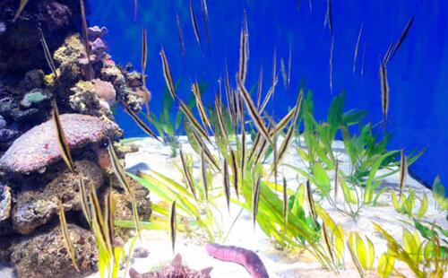 墨尔本海洋生物水族馆攻略,门票预订、开放时间和交通介绍