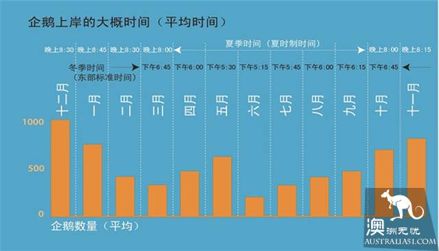 去墨爾本必看,菲利普島超萌小企鵝遊行