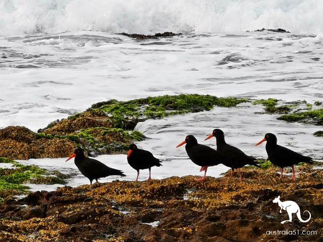 紐卡斯爾,悉尼隔壁的文藝小城,6公裹海濱步道雲淡風輕浪湧浪奔
