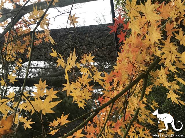 Blackheath小鎮也別有一番風味。(記者攝)