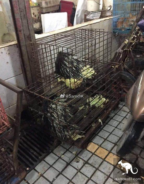 武漢華南海鮮市場罕見照片!
