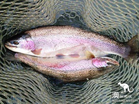 澳洲超市常卖的蔬菜、鱼、香料都叫什么？怎么吃？