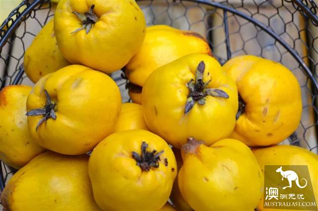 澳洲超市常卖的蔬菜、鱼、香料都叫什么？怎么吃？