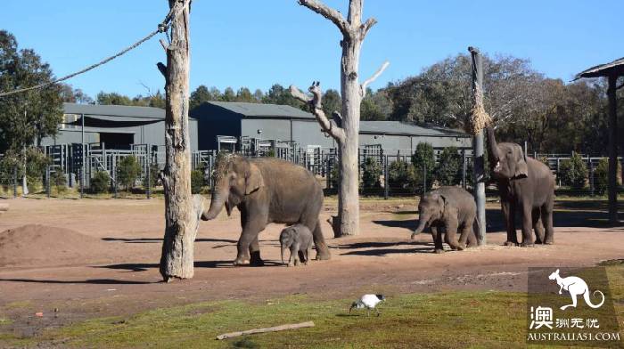 泰朗加西部平原動物園