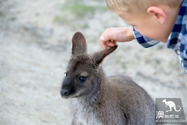 塔斯馬尼亞野生動物探秘指南