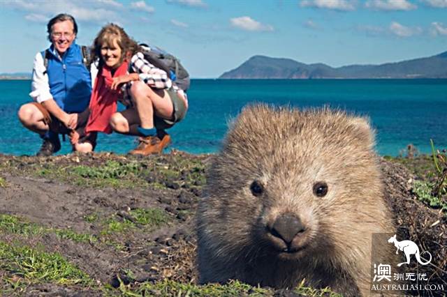 塔斯馬尼亞野生動物探秘指南