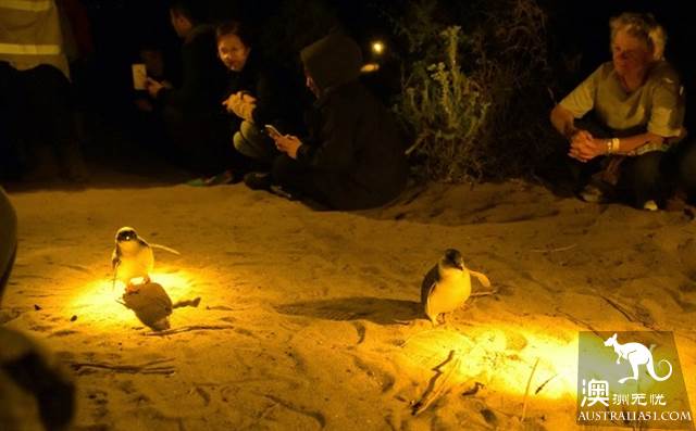 塔斯馬尼亞野生動物探秘指南