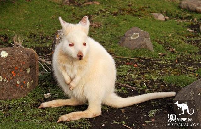 塔斯馬尼亞野生動物探秘指南