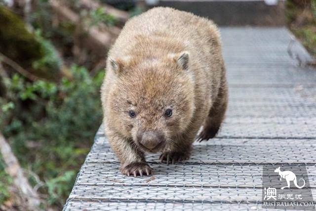 塔斯馬尼亞野生動物探秘指南
