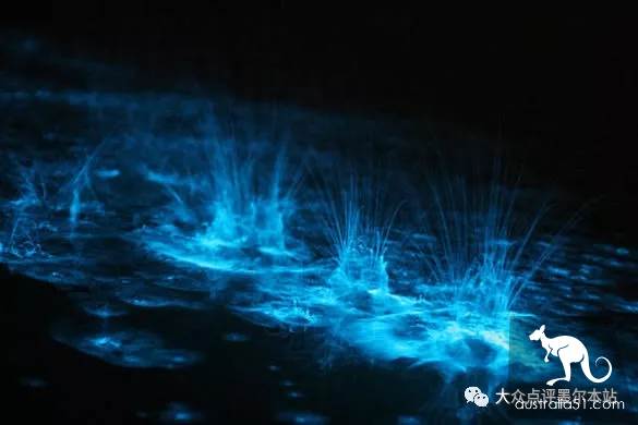 吉普斯蘭,距墨爾本2h的隱秘寶藏:賞鯨豚、采鬆露、熒光海...徹底告別普通遊客團