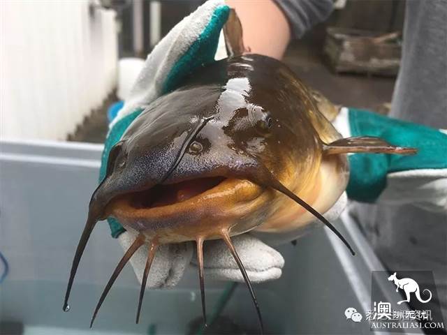 在墨爾本吃海鮮看這一篇就夠了!超市裹海鮮科普
