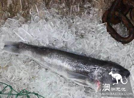 在墨爾本吃海鮮看這一篇就夠了!超市裹海鮮科普