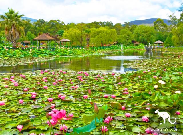 墨爾本的夏日仙境:藍蓮花水上花園