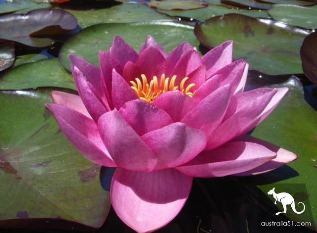 墨爾本的夏日仙境:藍蓮花水上花園
