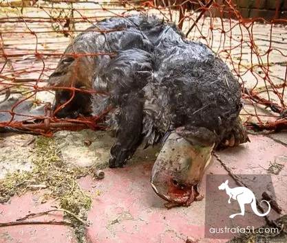 澳洲鸭嘴兽蠢萌中二？其实这货是孤独又腹黑的独居高手，可最近它过得并不好