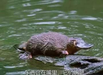 澳洲鸭嘴兽蠢萌中二？其实这货是孤独又腹黑的独居高手，可最近它过得并不好