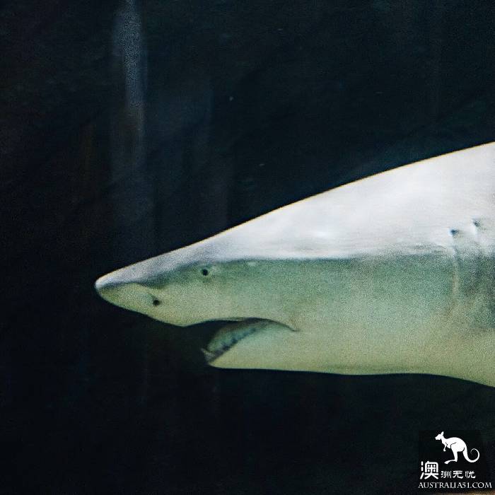 尋寶:悉尼海洋生物水族館遊覽雜記