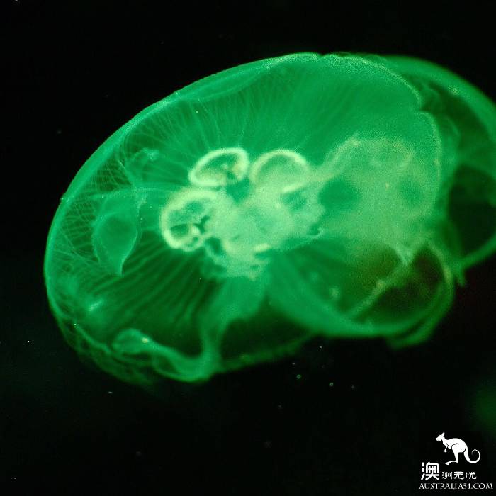 尋寶:悉尼海洋生物水族館遊覽雜記