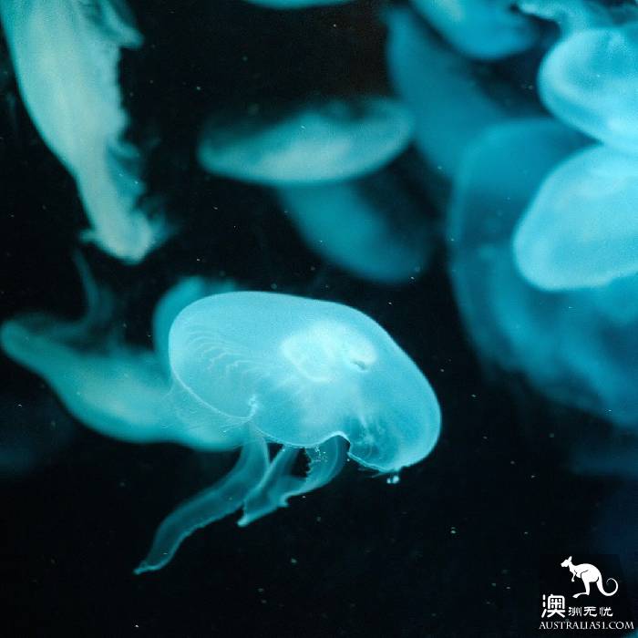 尋寶:悉尼海洋生物水族館遊覽雜記